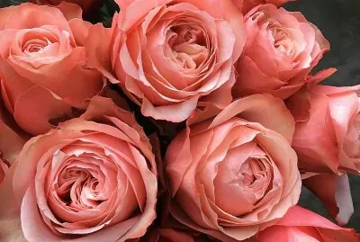 flores