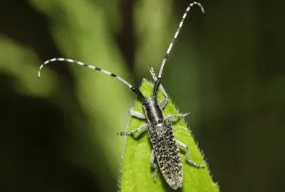 Agapanthia villosovirideslens