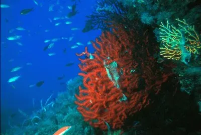 Paramuricea clavata