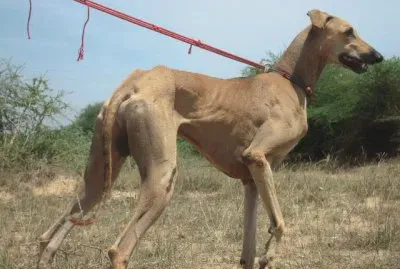 Semidropping ear kanni