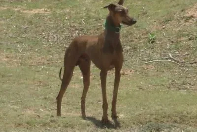 Horned kanni