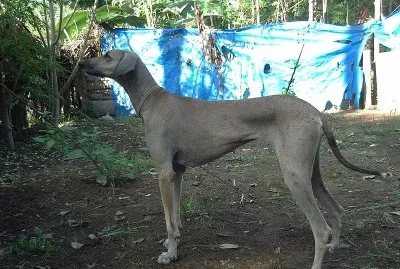 Karampai kanni