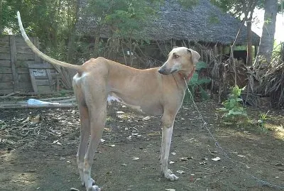 Semmarai kanni