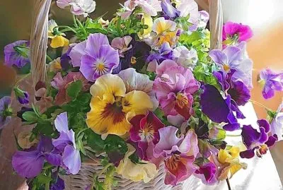 viole