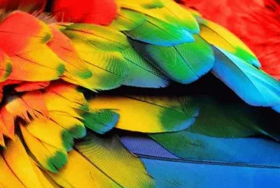 Cores