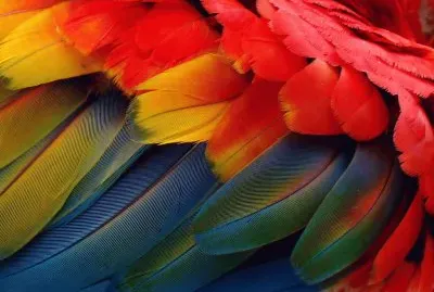 Cores