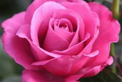 פאזל של rose