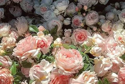 פאזל של flores