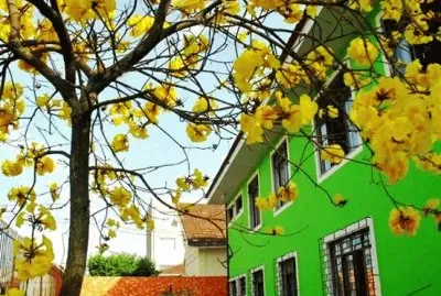 Casa verde