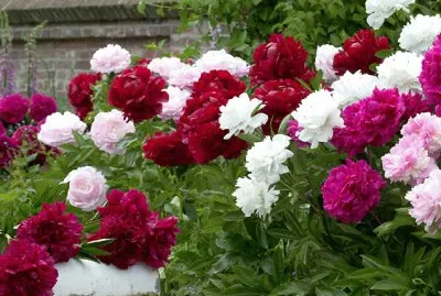 Pivoines