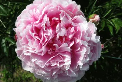 Pivoine