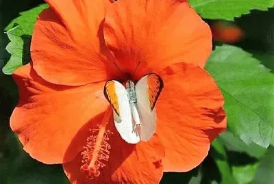 flores