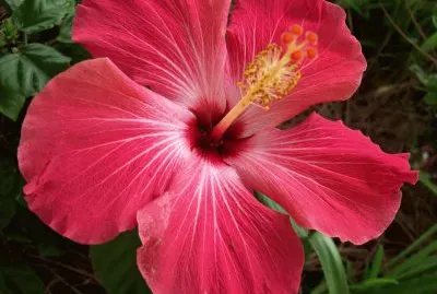 Hibiscus