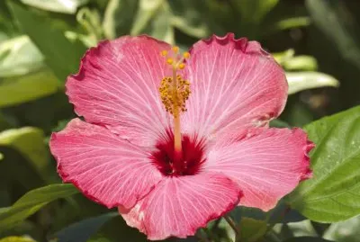 Hibiscus