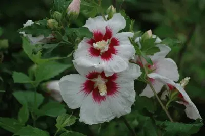 Hibiscus