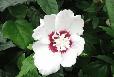 Hibiscus
