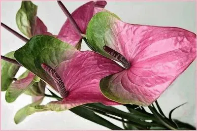 flores jigsaw puzzle