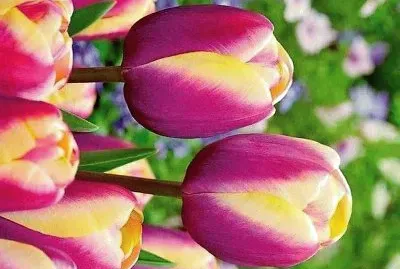 flores jigsaw puzzle