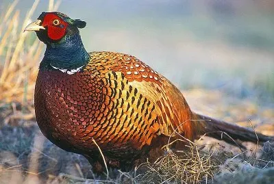 Fagiano comune jigsaw puzzle