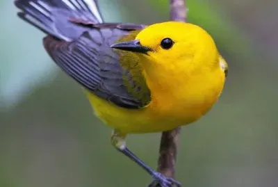 natural