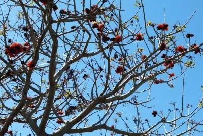 arbol coral