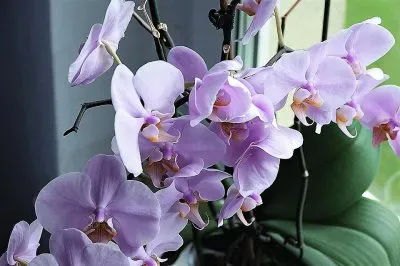 פאזל של flores