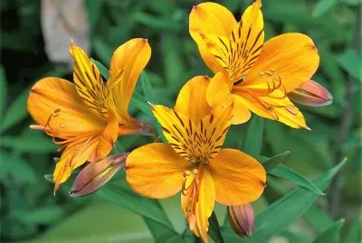 פאזל של flores