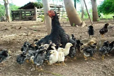 mamÃ¡ gallina