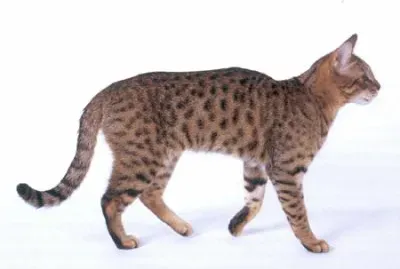 California splangled