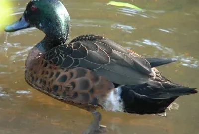 Alzavola castanea jigsaw puzzle