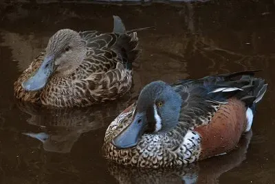 Mestolone australiano