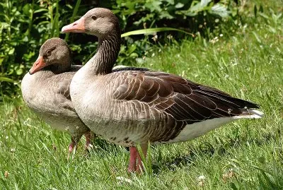 Anser anser