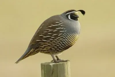 California quail