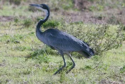 Ardea melanocephala