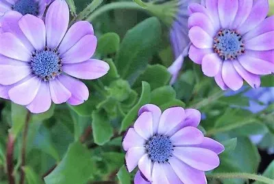 פאזל של flores