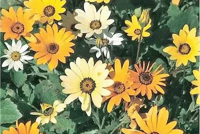 פאזל של flores