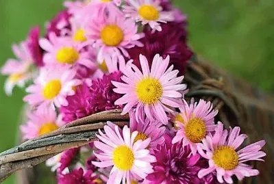 פאזל של flores