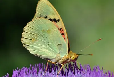 פאזל של Argynnis pandora