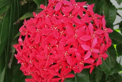 Fleur jigsaw puzzle