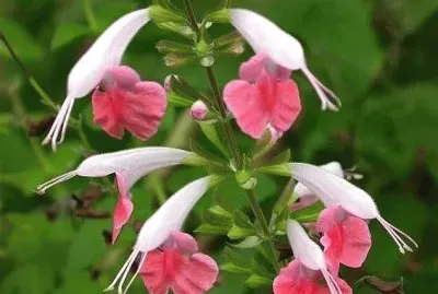 פאזל של Salvia