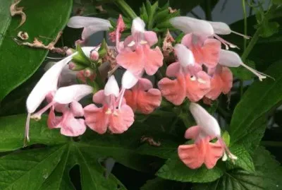 פאזל של Salvia