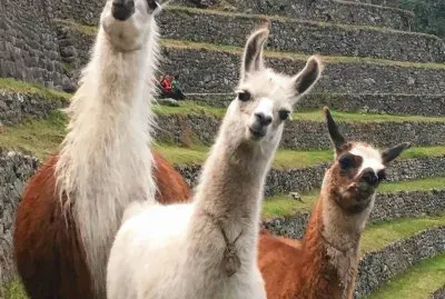 Llamas