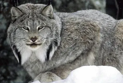 Lince canadese