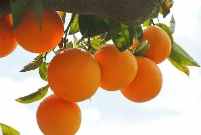 frutas