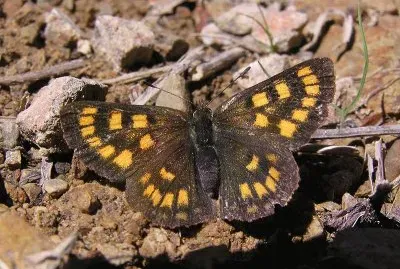 Lycaena feredayi