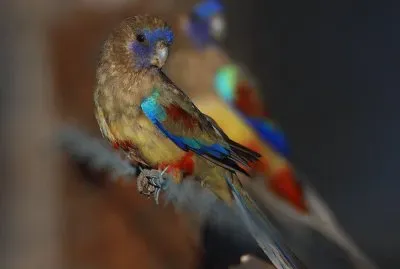 Parrocchetto facciablu