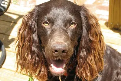 Boykin spaniel