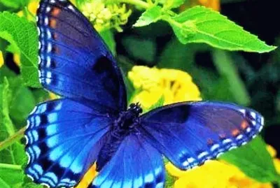 natural jigsaw puzzle