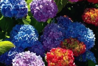 9 jigsaw puzzle