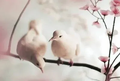delicado